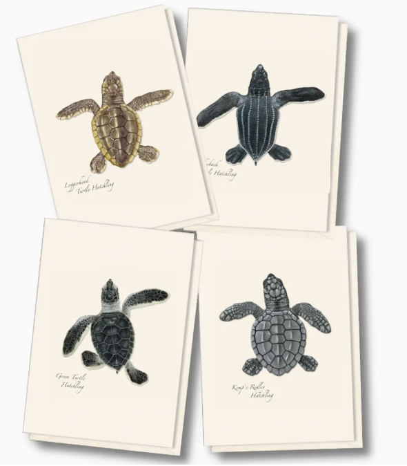SEA TURTLE HATCHLING ASSORTMENT NOTECARD SET