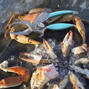TOADFISH CRAB CLAW CUTTER
