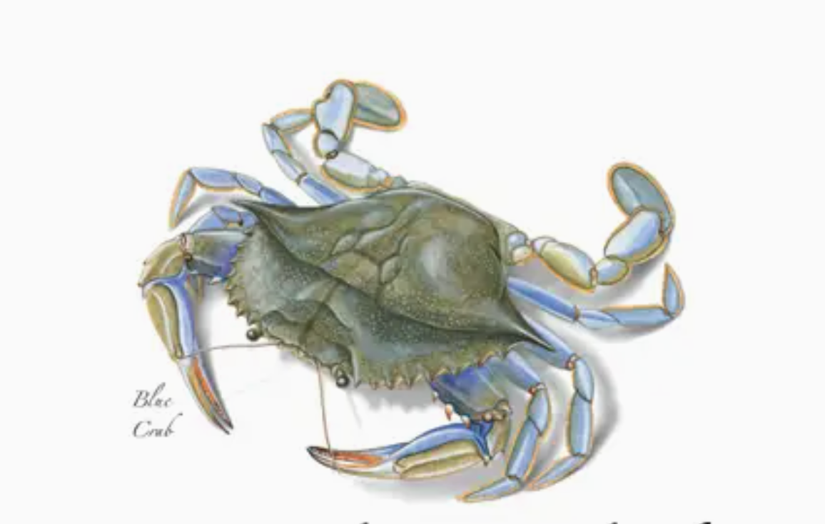 INDIVIDUAL DELTAVILLE BLUE CRAB CARD