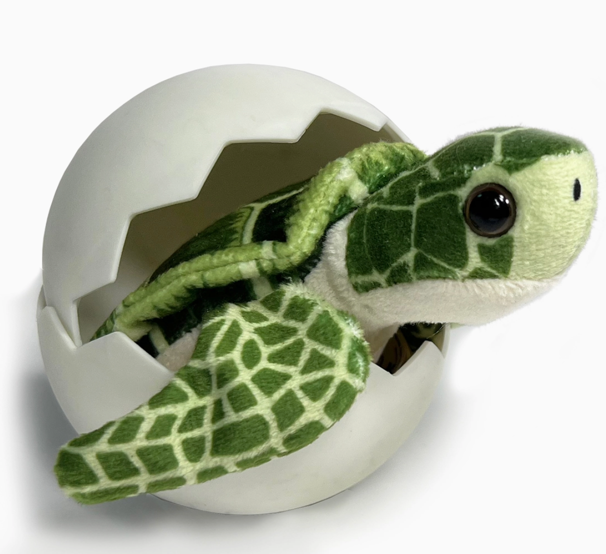 SEA TURTLE HATCHLING POINT OF SALE